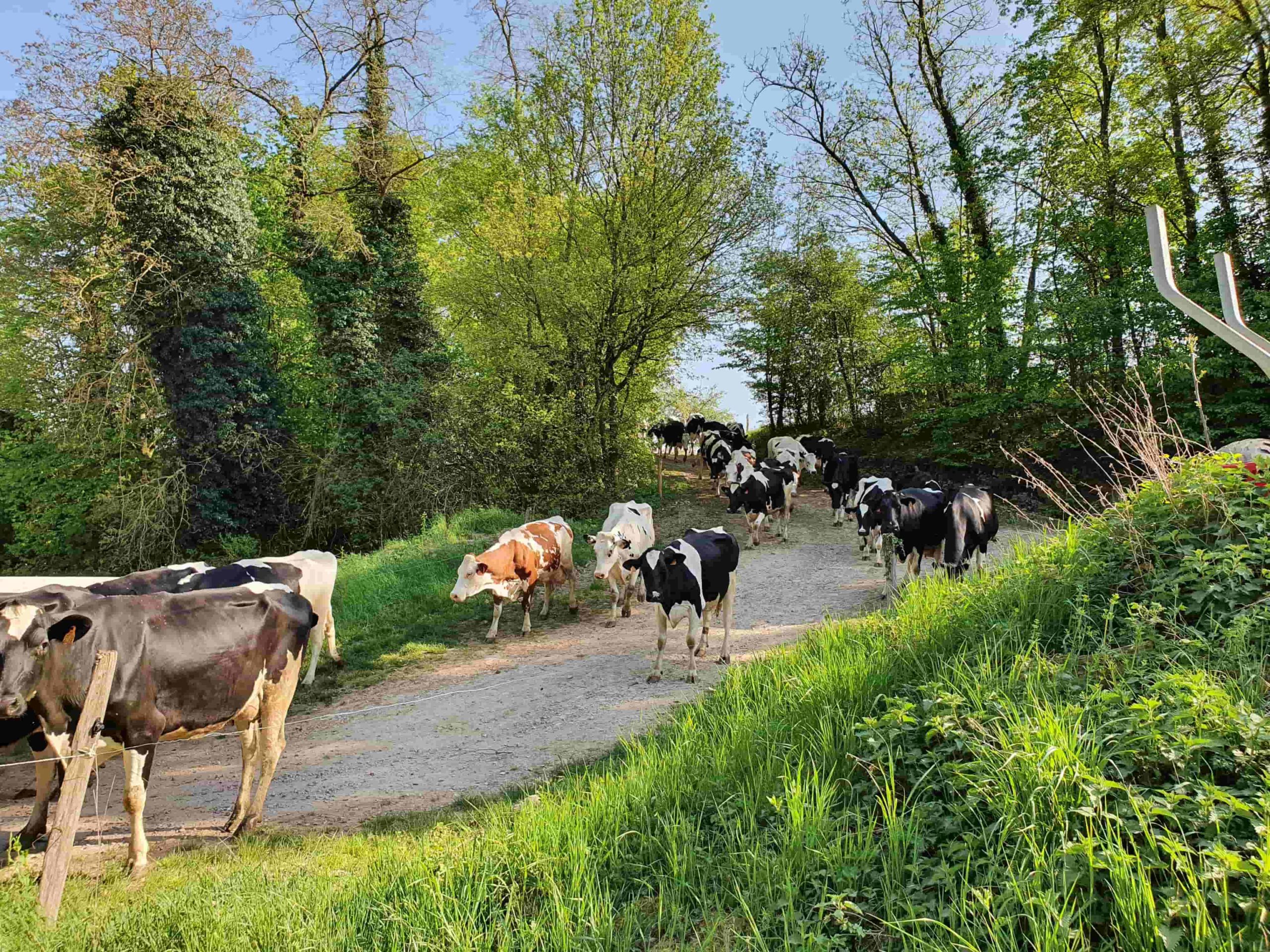 Ferme Motsch Gollentz laitières Yaourts de Sandrine (68) Osenbach