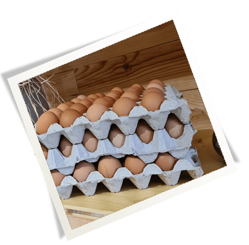 Oeufs