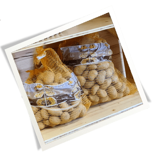 Pommes de terre