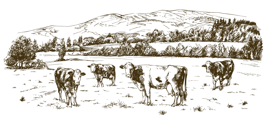 Vaches laitières dans un pré