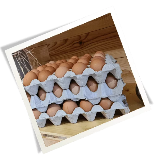 Oeufs