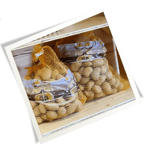 Pommes de terre